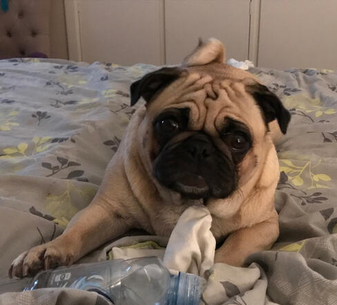 Zara Fur-baby, muse, The Queen